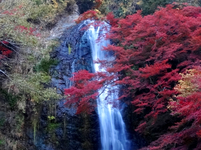 箕面大滝周辺の紅葉の見頃は11月初旬~今からでも十分間に合いますので、ぜひチェックしてみてくださいね。